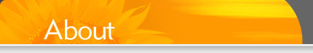 web site design and development, graphic design, interface design, multimedia, flash, icon design, web development, custom software development